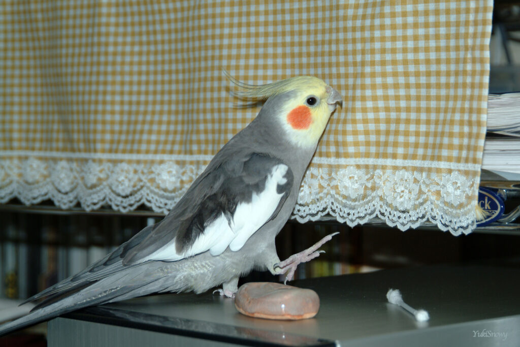 (2004-05-18 21:00:30, Fujifilm FinePix S2 Pro)