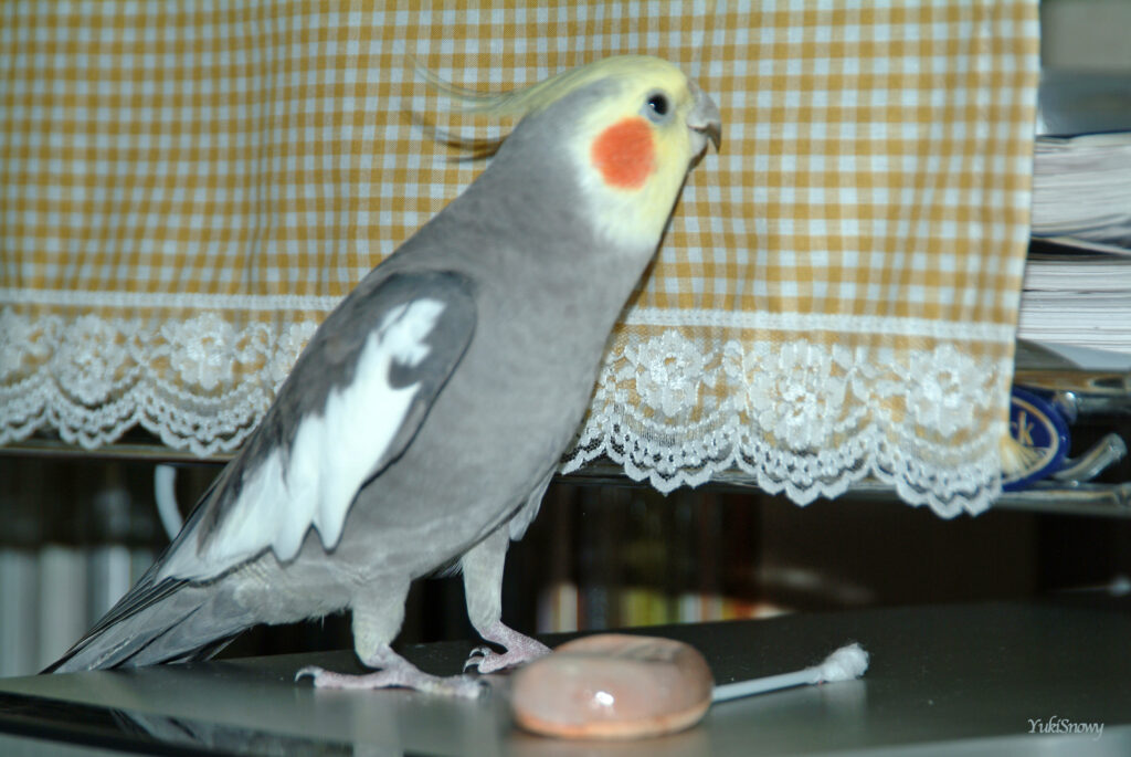 (2004-05-18 21:02:25, Fujifilm FinePix S2 Pro)