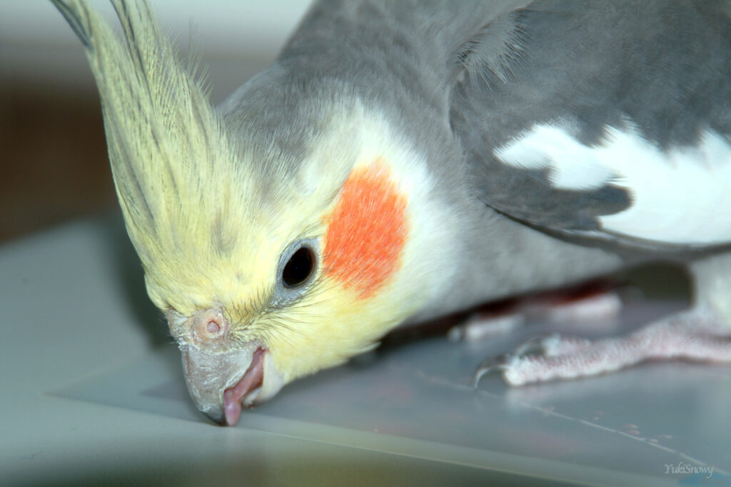 (2004-05-18 21:05:54, Fujifilm FinePix S2 Pro)