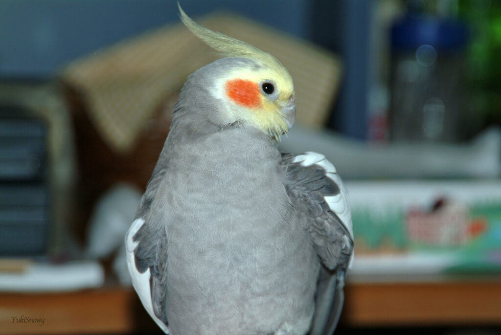 (2004-05-18 21:32:19, Fujifilm FinePix S2 Pro)