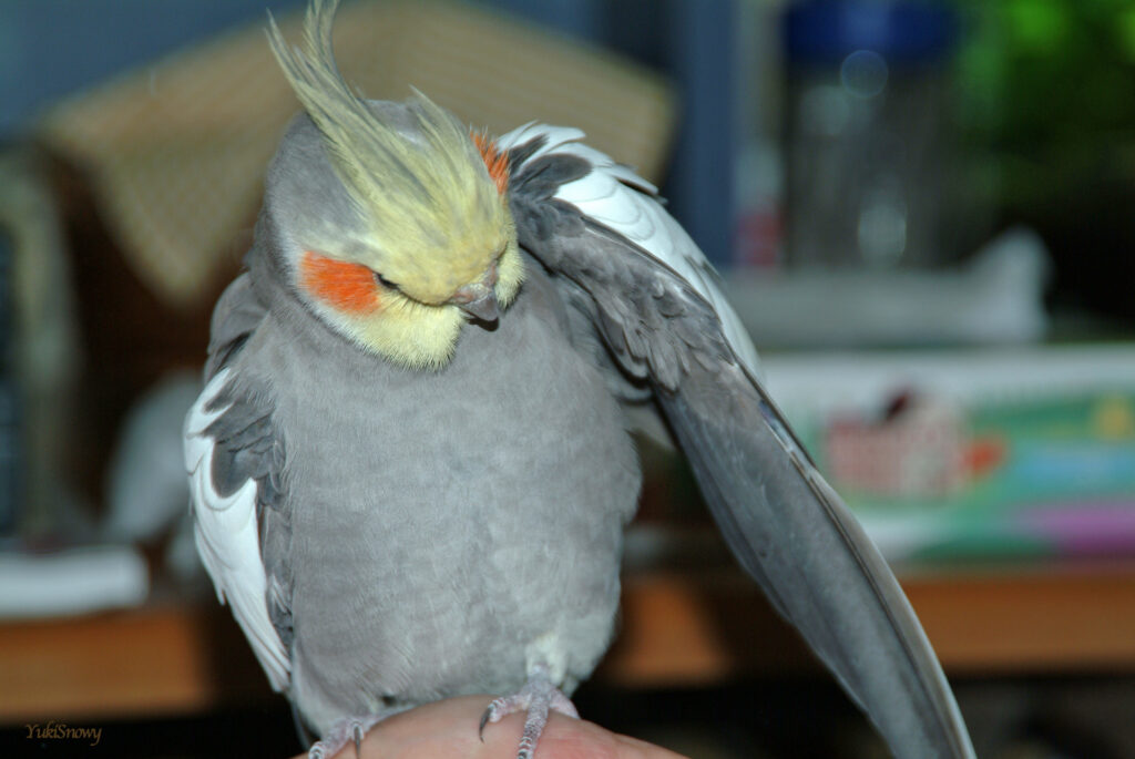 (2004-05-18 21:32:28, Fujifilm FinePix S2 Pro)