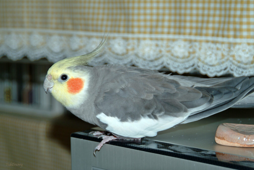 (2004-05-25 22:18:54, Fujifilm FinePix S2 Pro)