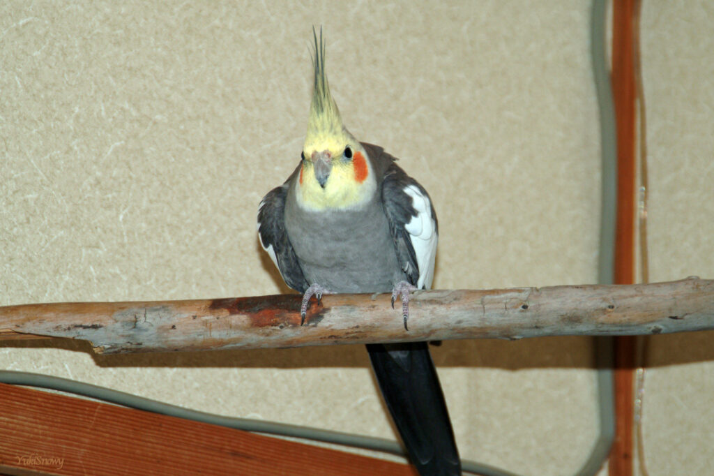 (2004-05-30 20:38:45, Fujifilm FinePix S2 Pro)