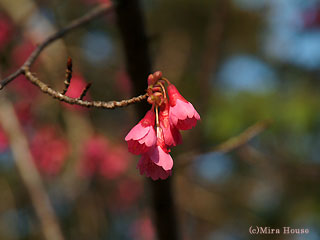 緋寒桜の画像
