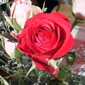 5月の薔薇（rose）