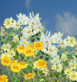 菊（chrysanthemum）
