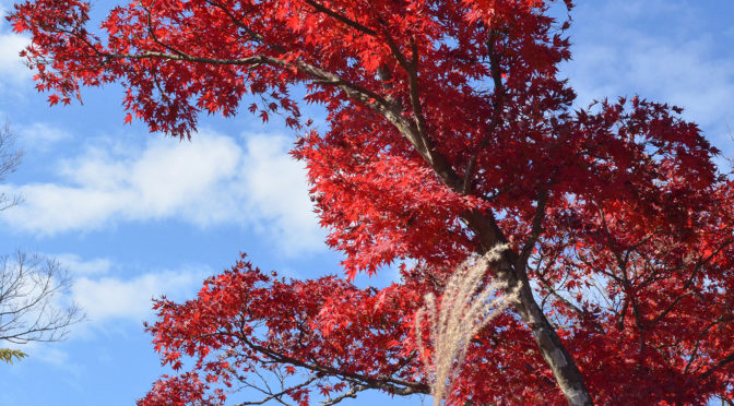 秋の空と紅葉＠高尾山