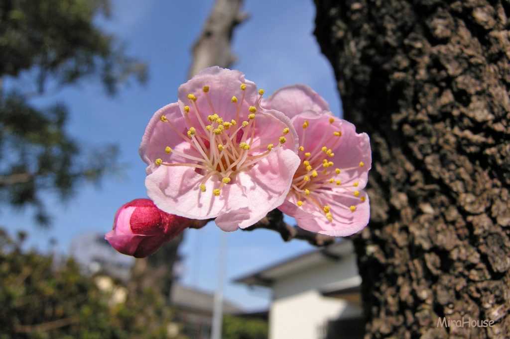 梅の花　Plum blossom