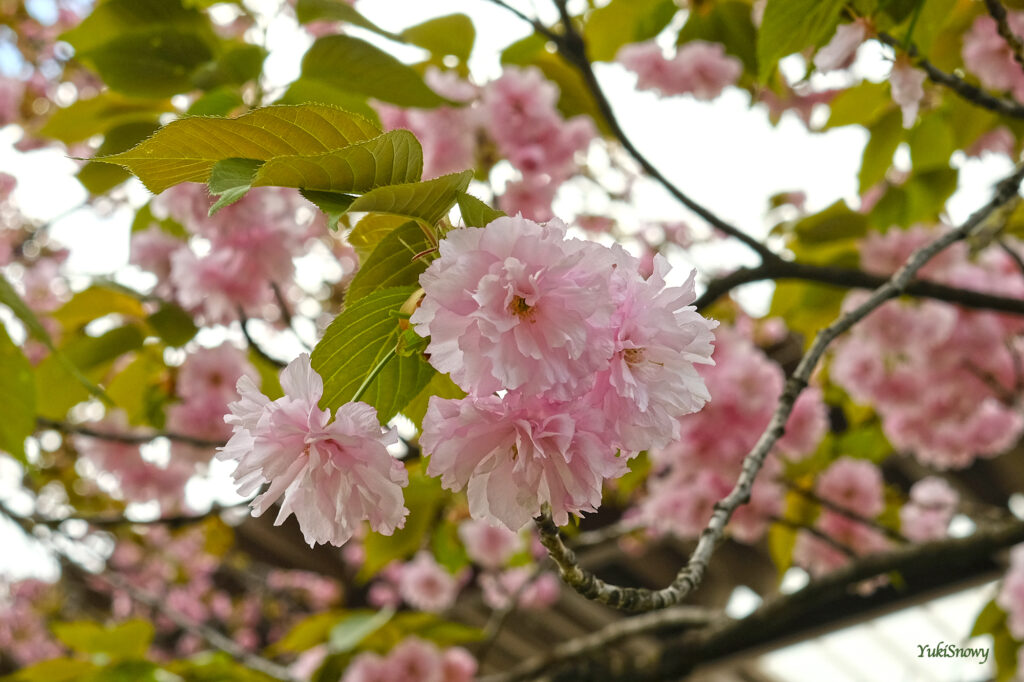 八重桜（ヤエザクラ）