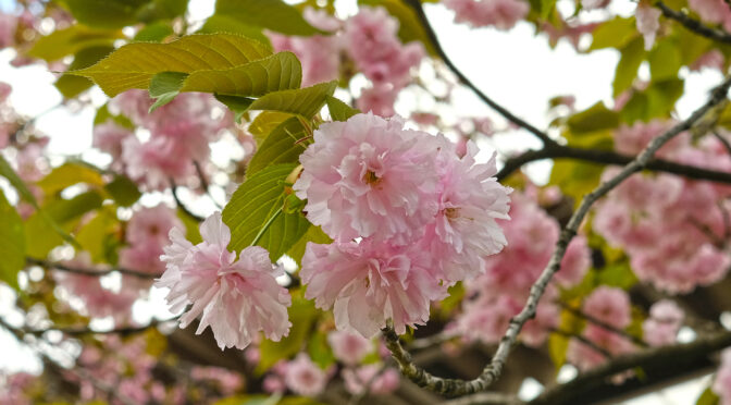 八重桜（ヤエザクラ）