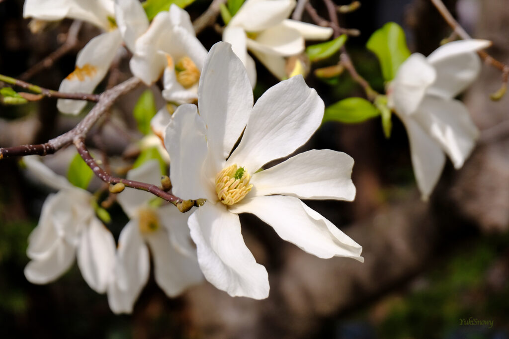 辛夷（コブシ）