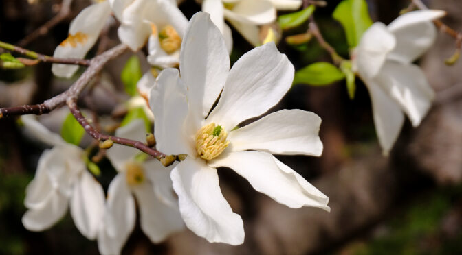 辛夷（コブシ）