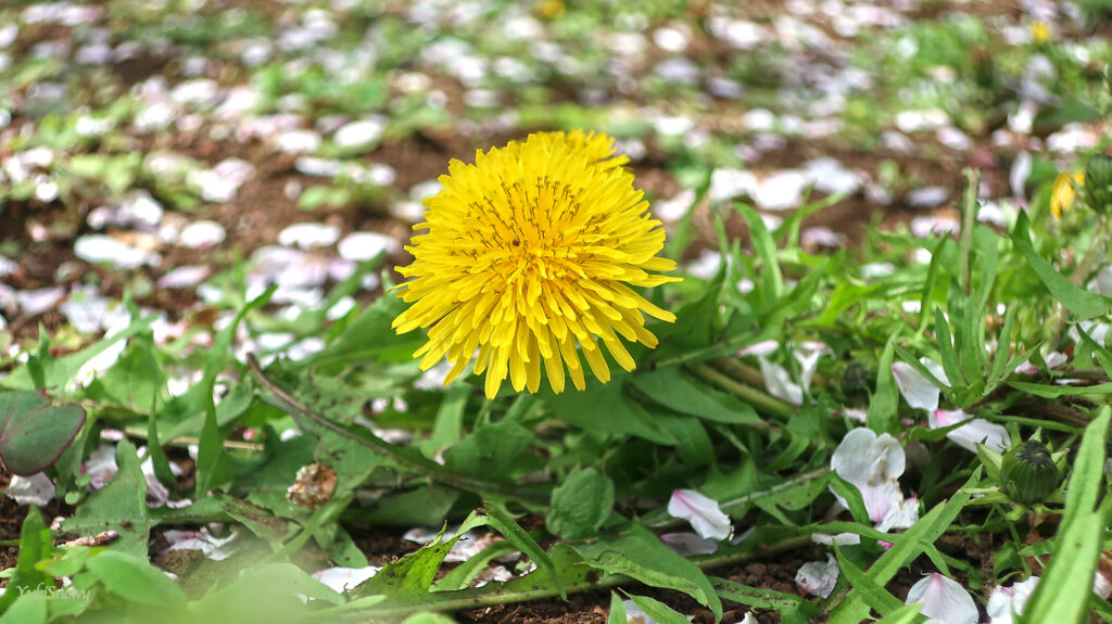 蒲公英(タンポポ)