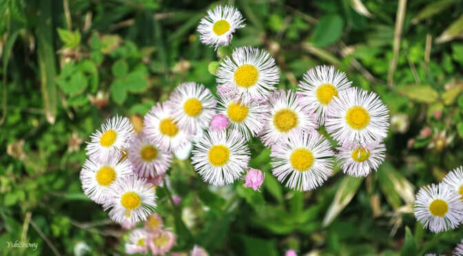 姫紫苑（ヒメジョオン）