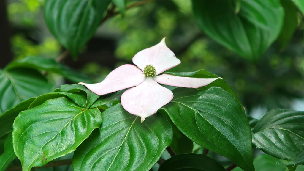 山法師(ヤマボウシ)