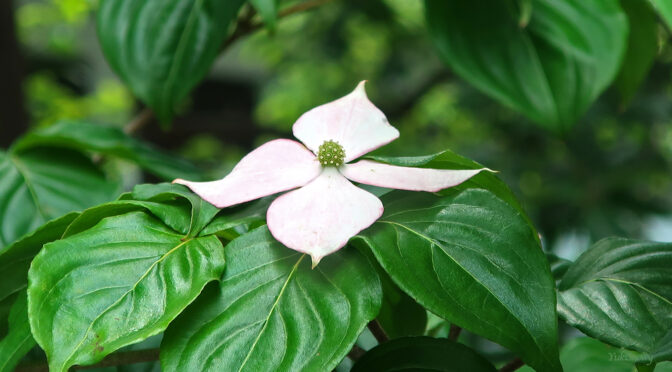 山法師（ヤマボウシ）