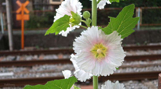 立葵（タチアオイ）