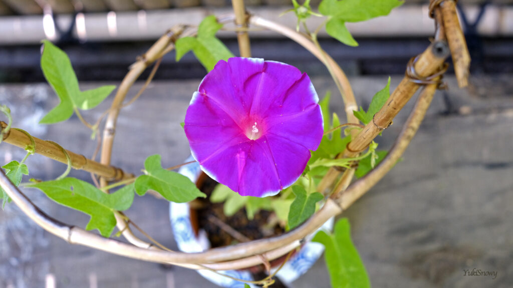 変化朝顔 青蜻蛉葉 紅紫覆輪石畳咲