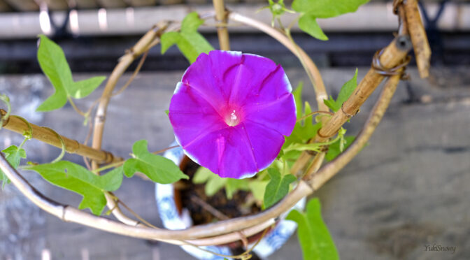 変化朝顔　青蜻蛉葉　紅紫覆輪石畳咲