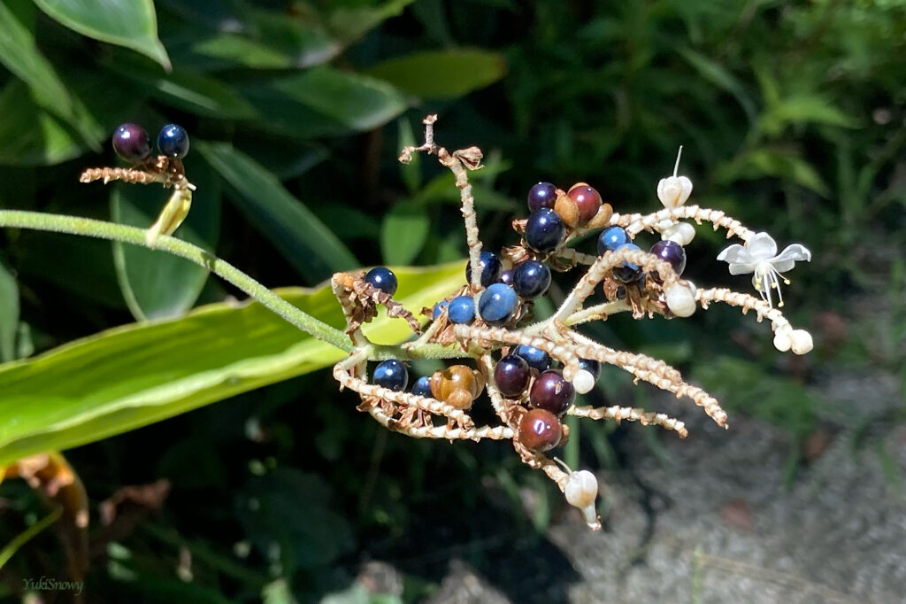 藪茗荷（ヤブミョウガ）