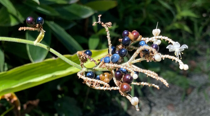 藪茗荷（ヤブミョウガ）