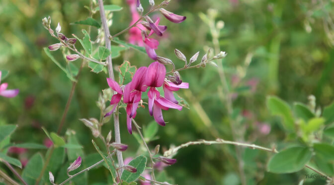 2026年10月の星空