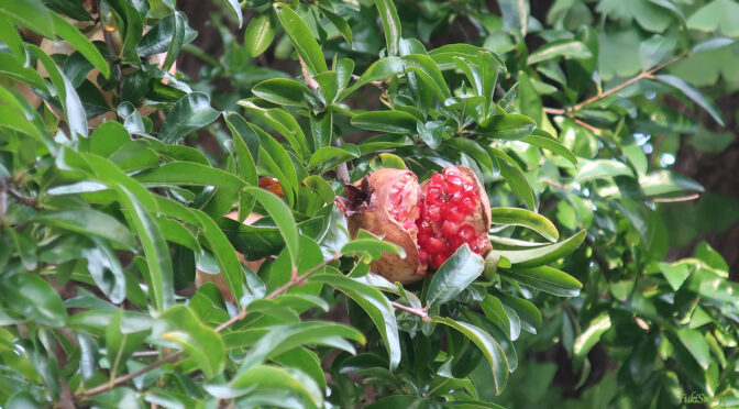 柘榴（ザクロ）