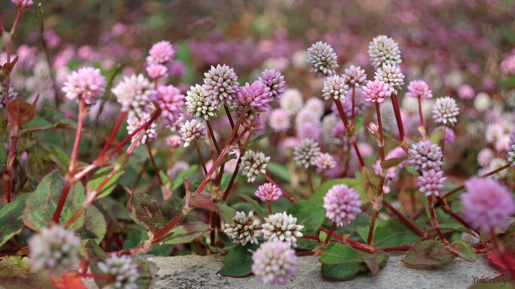 姫蔓蕎麦（ヒメツルソバ）
