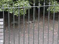 squirrels of Greenwich Park /D200