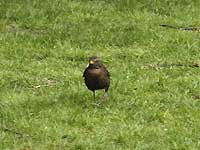 A blackbird of Greenwich Park /D200