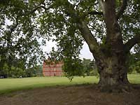 A heritage tree and Kew Palace /D200