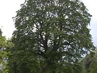 Chestnut-leaved oak /D200