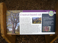 Chestnut-leaved oak /D200