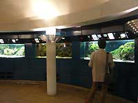 Aquarium in Palm House /Lumix FX33