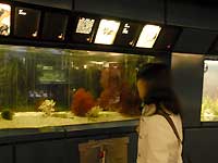 Aquarium in Palm House /Nikon D200