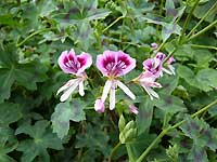 scented geranium /Lumix FX33