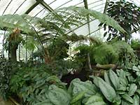 Inside of Princess of Wales Conservatory /S2 Pro