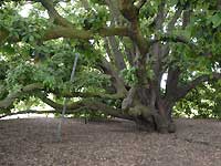 Turner's oak /D200