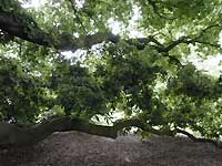 Turner's oak /D200