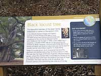 black locust tree /D200